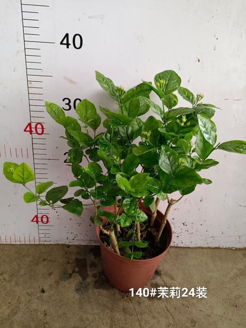 140茉莉一箱24装9元一盆实物实拍图花苞多状态好非常好