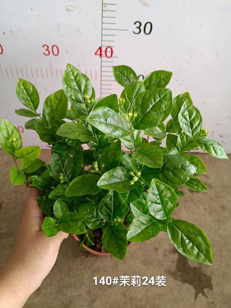 140茉莉一箱24装9元一盆实物实拍图花苞多状态好非常好
