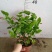 140茉莉一箱24装9元一盆实物实拍图花苞多状态好非常好
