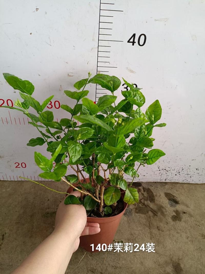 140茉莉一箱24装9元一盆实物实拍图花苞多状态好非常好