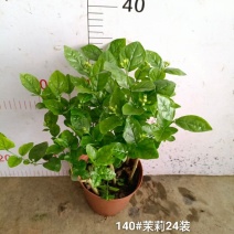 140茉莉一箱24装9元一盆实物实拍图花苞多状态好非常好