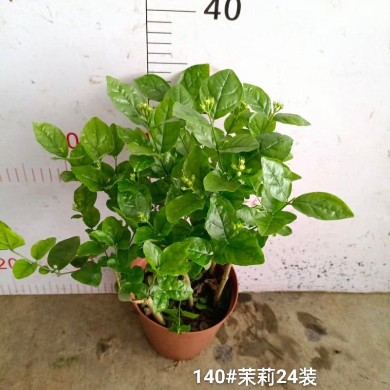 140茉莉一箱24装9元一盆实物实拍图花苞多状态好非常好