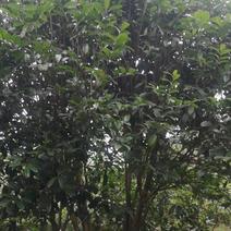 这是上百年金花茶大树，小叶品种目前已经很少见啦！