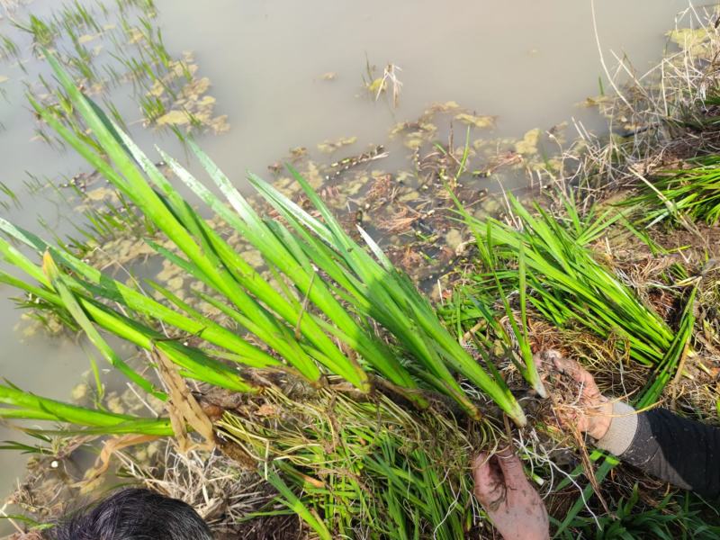 水菖蒲菖蒲基地直供园林绿化工程大量优质现货