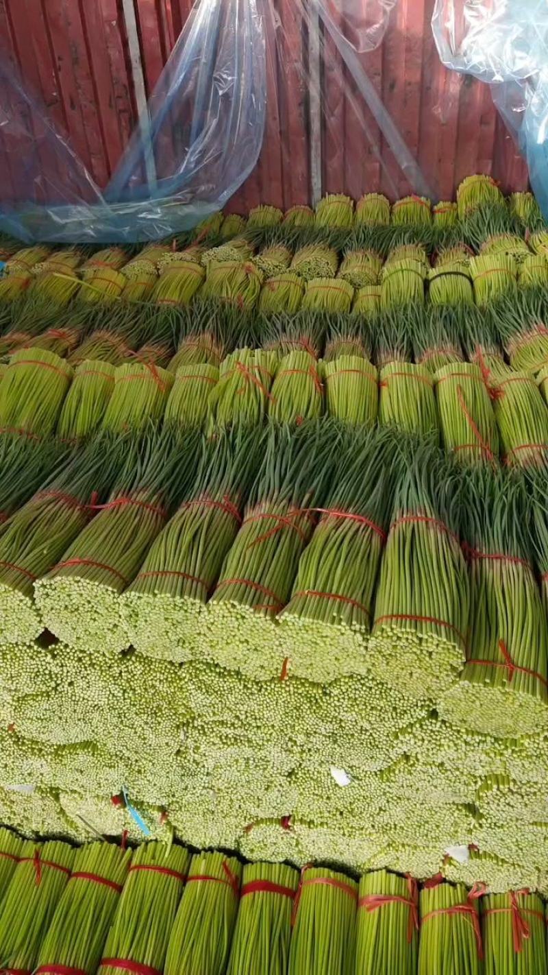 【蒜薹】河南中牟红帽蒜薹产地直发，新鲜蒜薹冷库蒜薹，现货