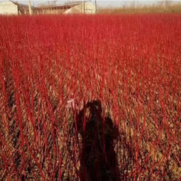 红瑞木小苗大苗杯苗规格齐全量大优惠常年供应