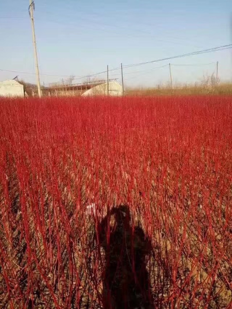 红瑞木小苗大苗杯苗规格齐全量大优惠常年供应