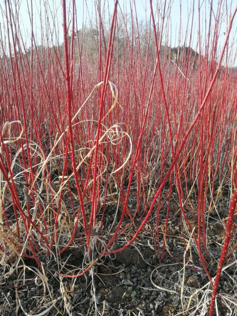 红瑞木小苗大苗杯苗规格齐全量大优惠常年供应