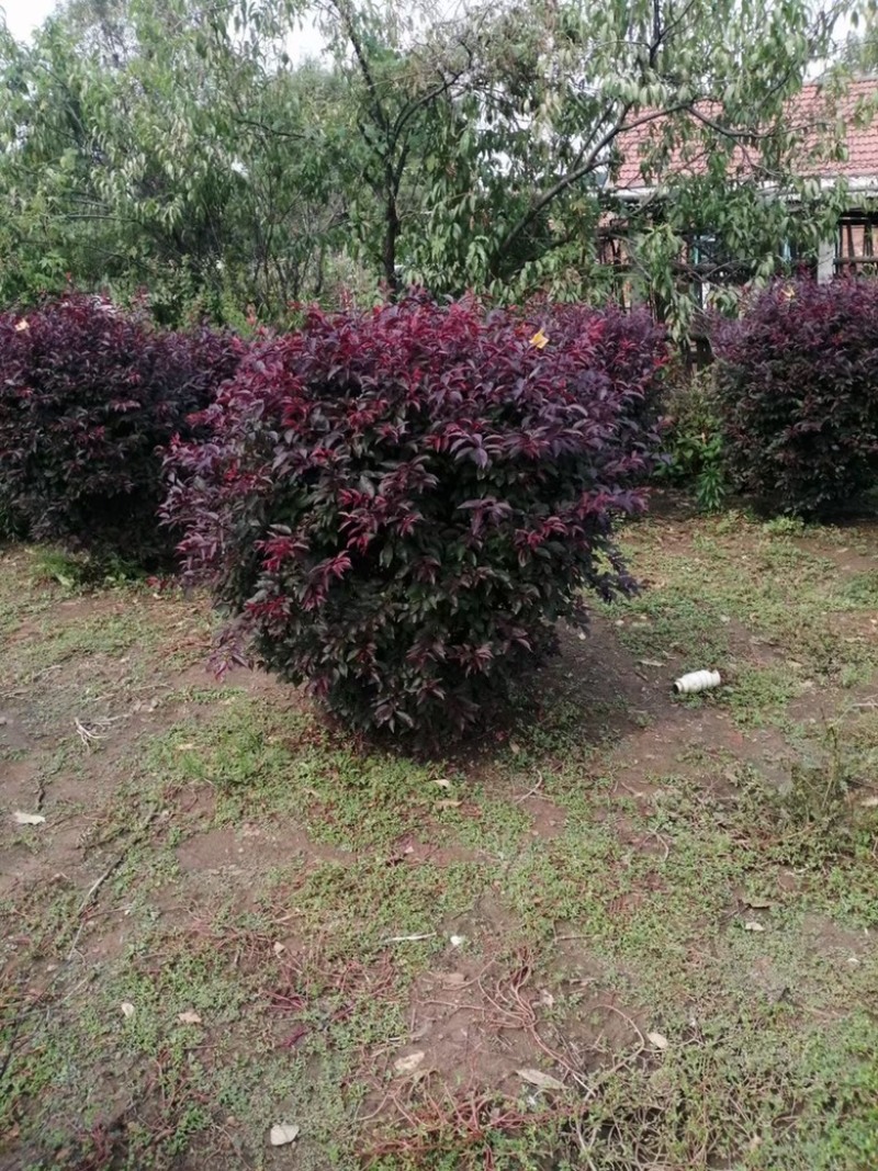 红瑞木小苗大苗杯苗规格齐全量大优惠常年供应