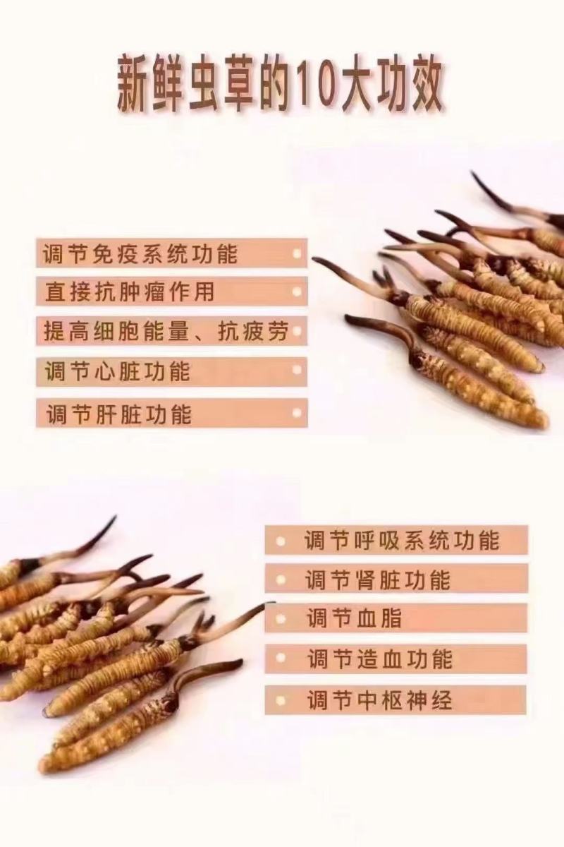 一年一季的新鲜冬虫夏草上市了