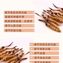 冬虫夏草。一年一季的，新鲜冬虫夏草上市了，川西高原。