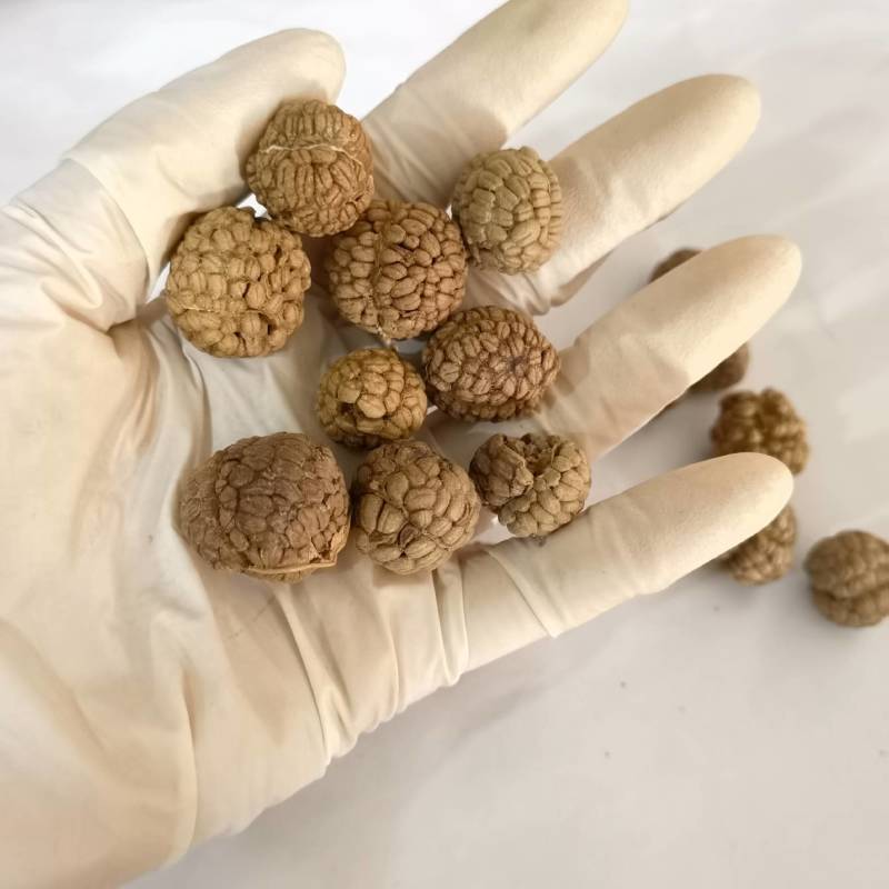 选货远志个头大颜色好看物美价廉产地采购一手货源