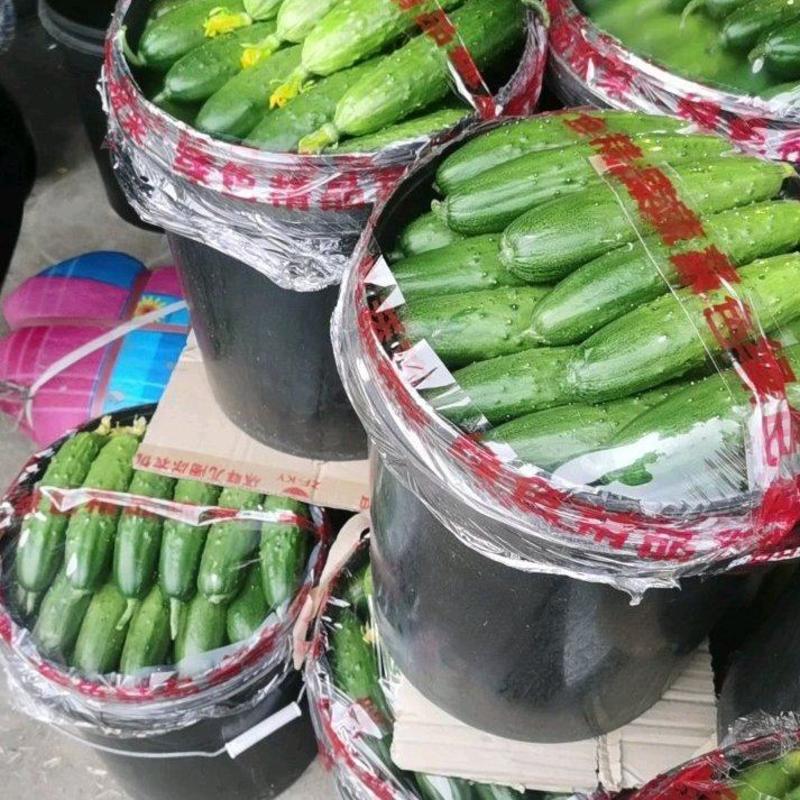 昌黎县精品黄瓜价格美丽质量优良供应各大市场商超平台