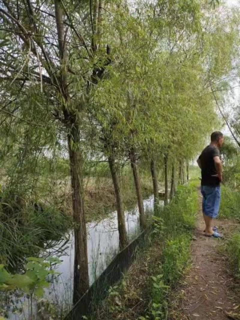 【热销】湖南垂柳苗圃基地1～20公分垂柳规格齐全原土发货