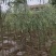 【热销】湖南垂柳苗圃基地1～20公分垂柳规格齐全原土发货