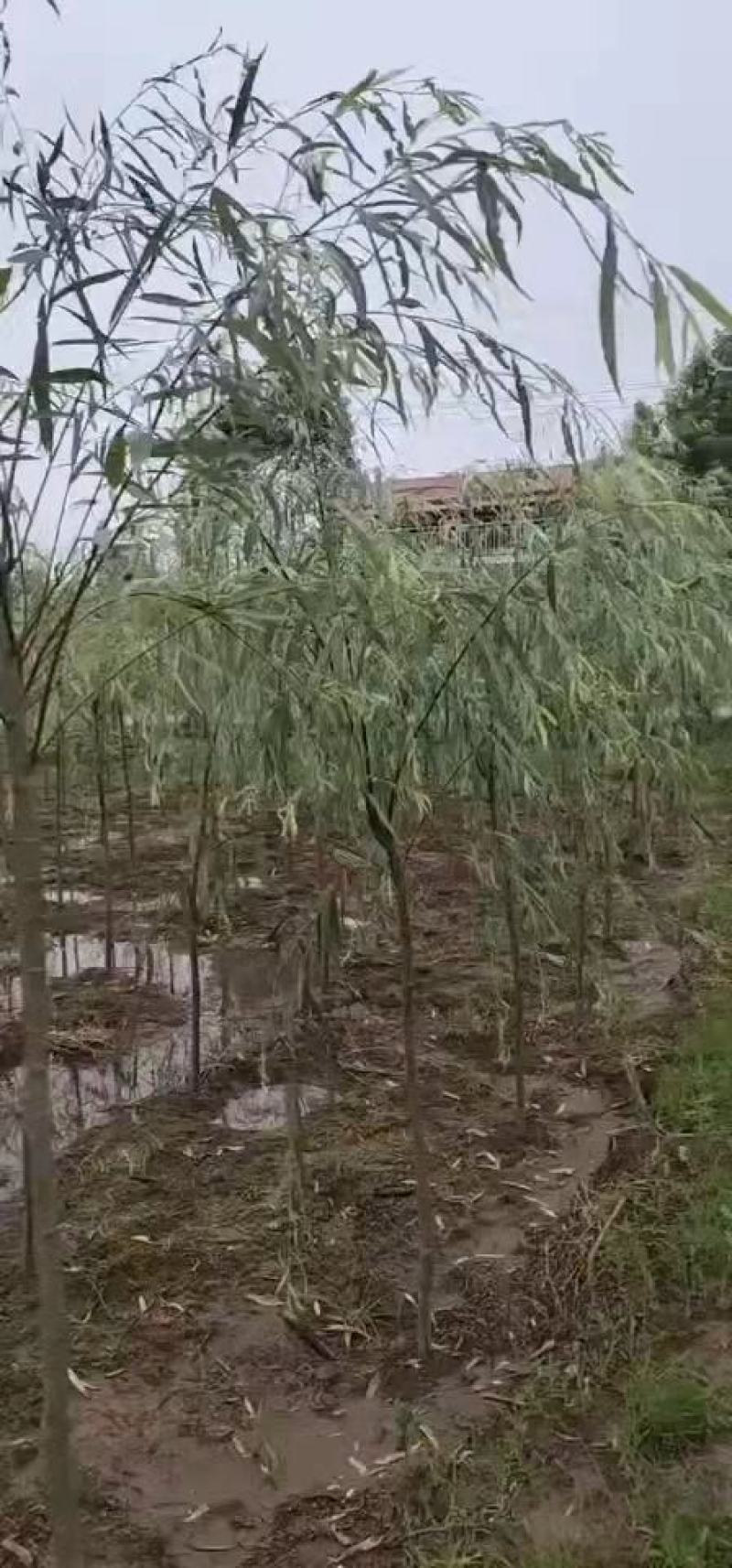 【热销】湖南垂柳苗圃基地1～20公分垂柳规格齐全原土发货