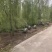 【热销】湖南垂柳苗圃基地1～20公分垂柳规格齐全原土发货