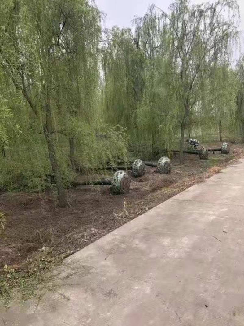【热销】湖南垂柳苗圃基地1～20公分垂柳规格齐全原土发货