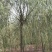 【热销】湖南垂柳苗圃基地1～20公分垂柳规格齐全原土发货