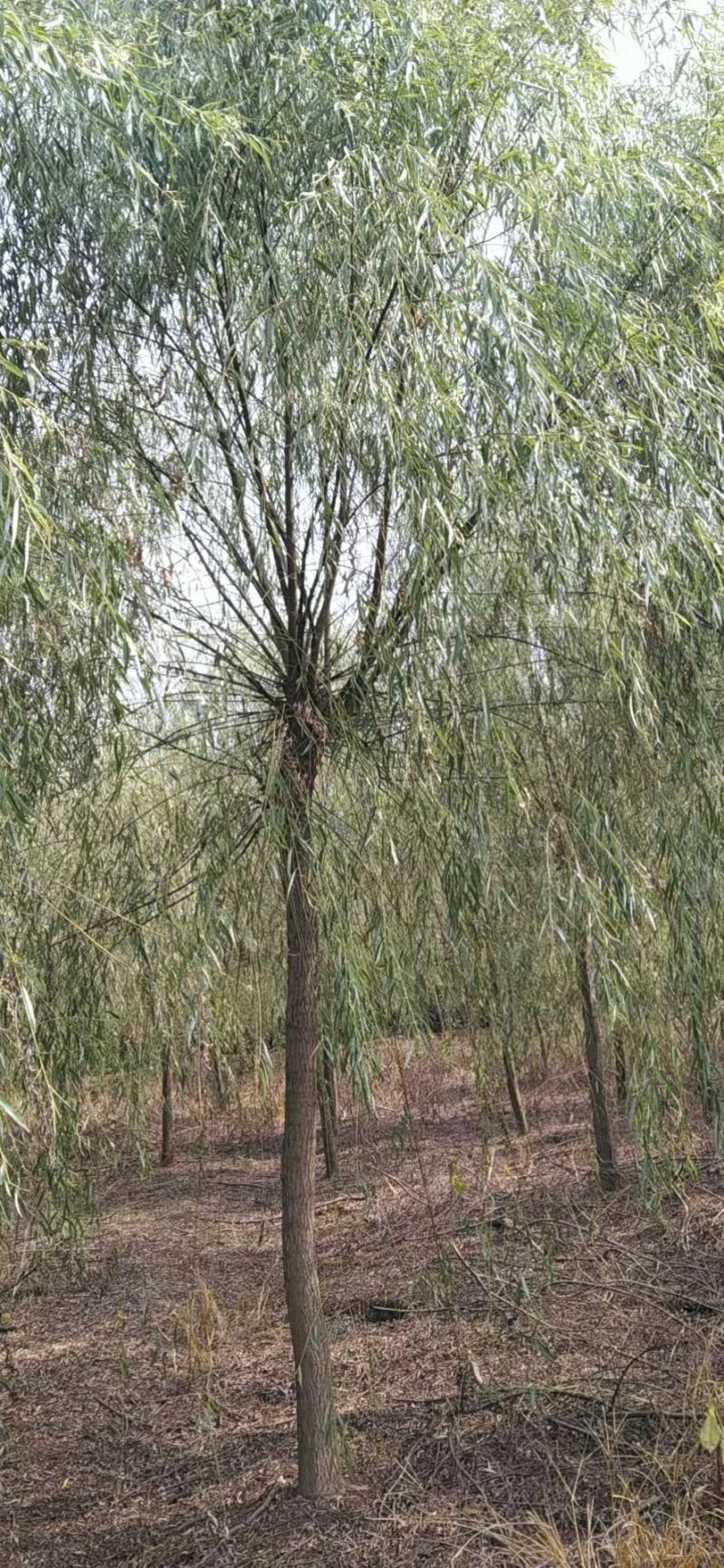 【热销】湖南垂柳苗圃基地1～20公分垂柳规格齐全原土发货