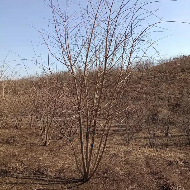 元宝枫丛生元宝枫