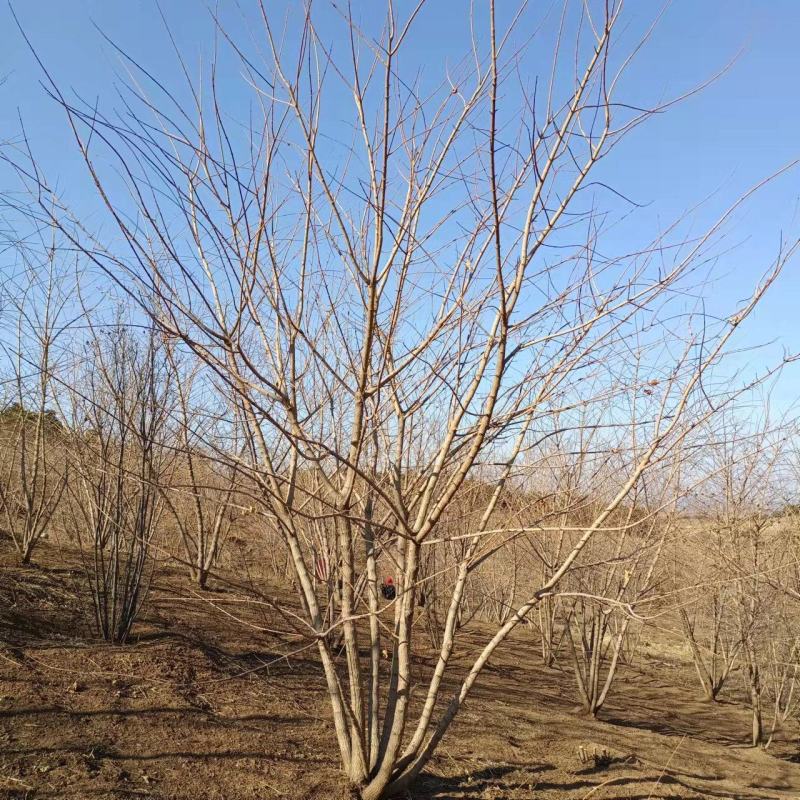 元宝枫丛生元宝枫