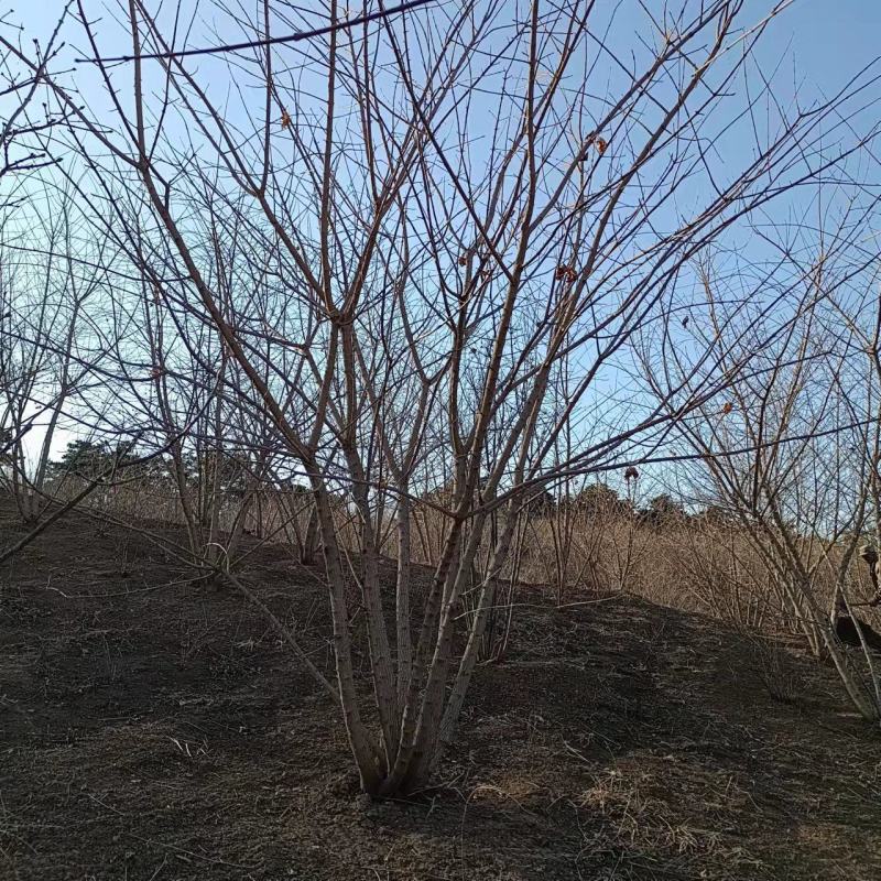 元宝枫丛生元宝枫