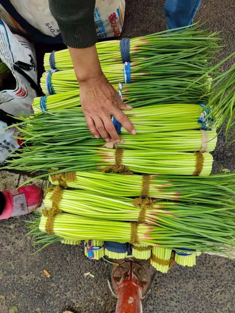河南开封新鲜精品蒜苔大量上市，红帽，60以上，商超，市场