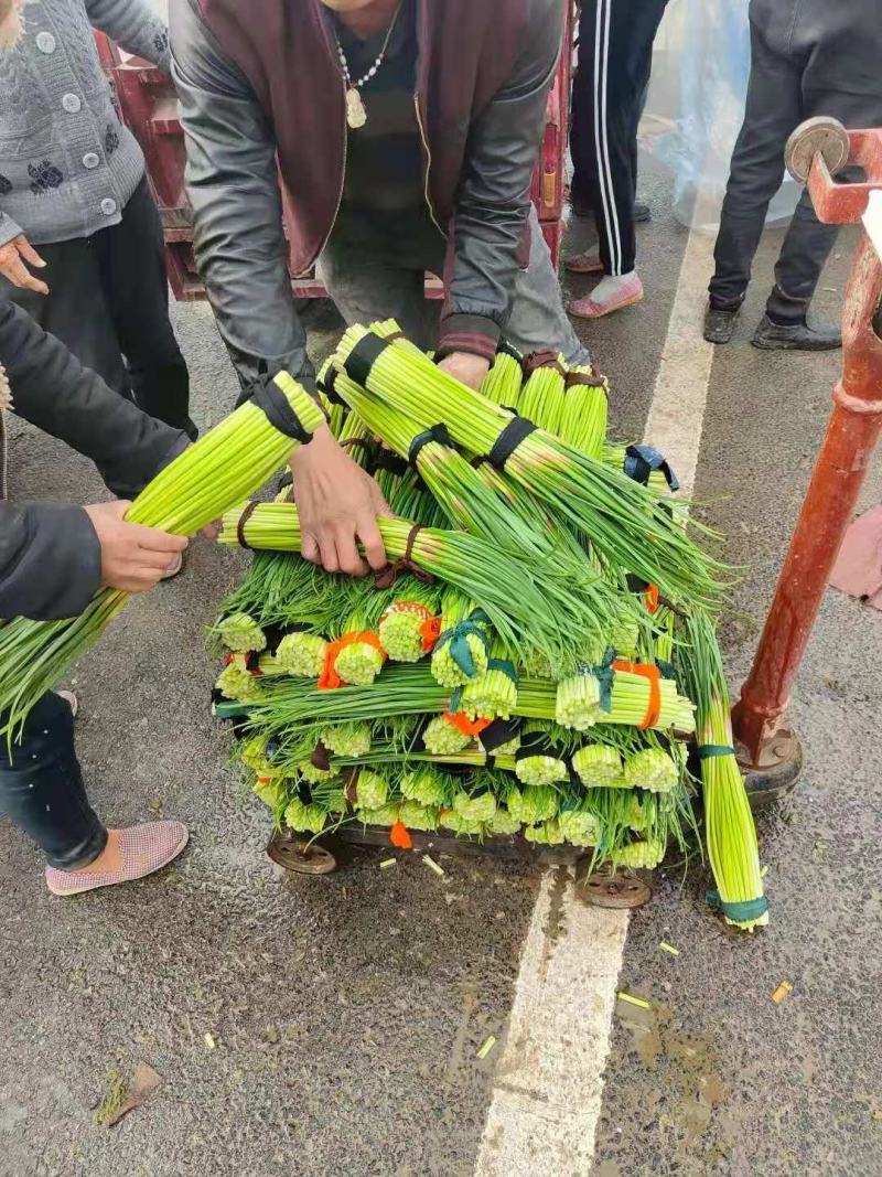 河南开封新鲜精品蒜苔大量上市，红帽，60以上，商超，市场