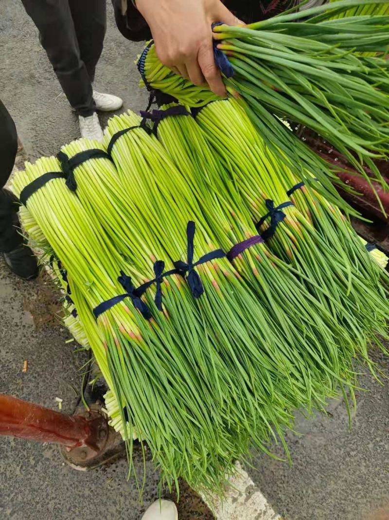 河南开封新鲜精品蒜苔大量上市，红帽，60以上，商超，市场