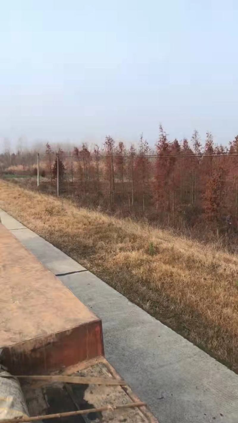 湖南益阳南县落羽杉苗圃基地直发精品落羽杉各种规格现挖现