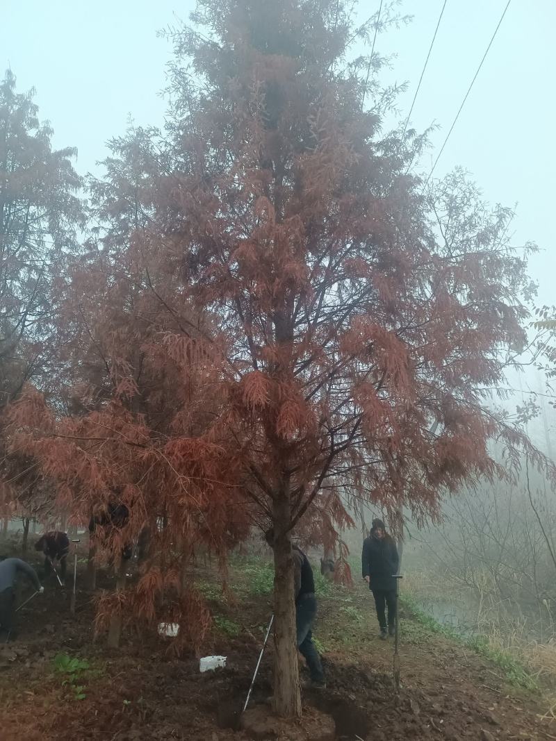 湖南益阳南县落羽杉苗圃基地直发精品落羽杉各种规格现挖现