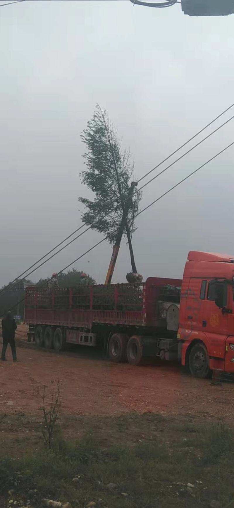 湖南益阳南县落羽杉苗圃基地直发精品落羽杉各种规格现挖现