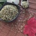 火麻仁去皮火麻仁没有杂质今年新货产地直销一手货源。