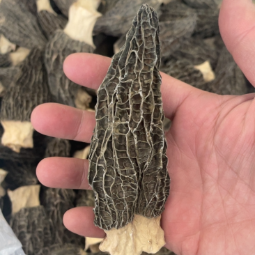 云南高原羊肚菌、规格8-10、头茬、肉厚、大黑个
