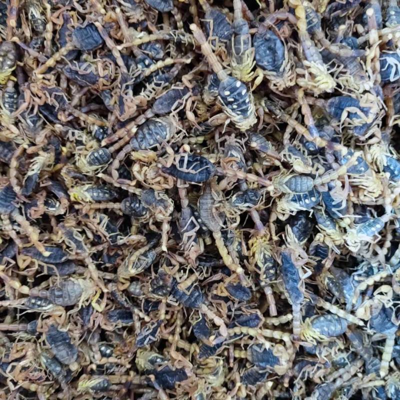 砂仁米产地采购一手货源货源充足欢迎选购重在品质