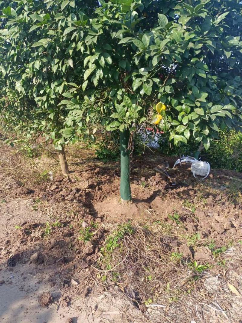 香泡香橼树湖南南县苗圃基地直发香泡工程绿化苗各种