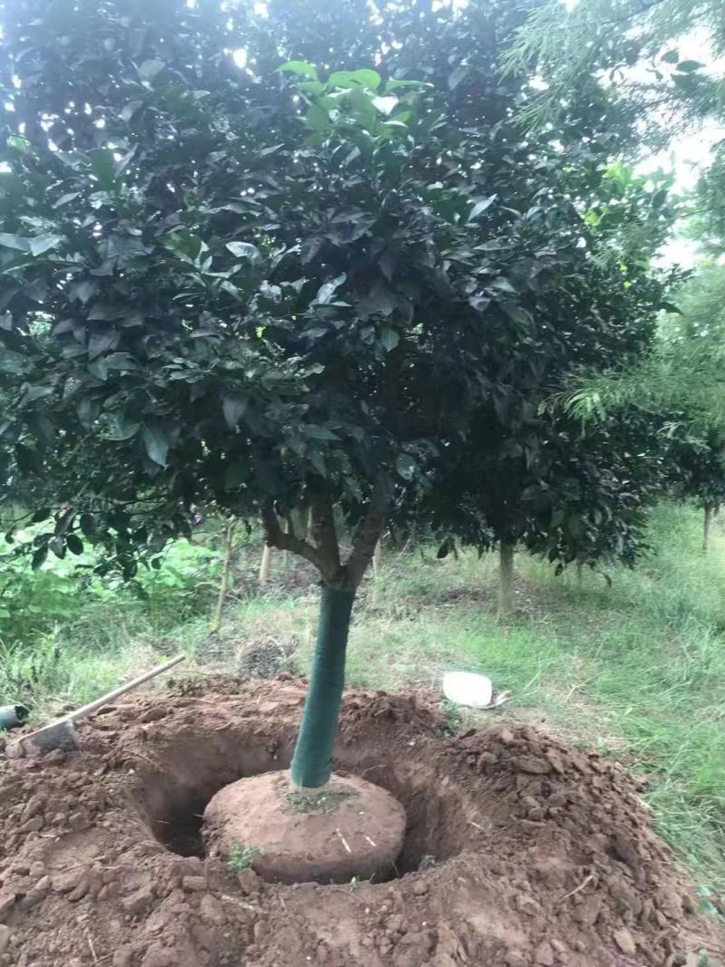 香泡香橼树湖南南县苗圃基地直发香泡工程绿化苗各种