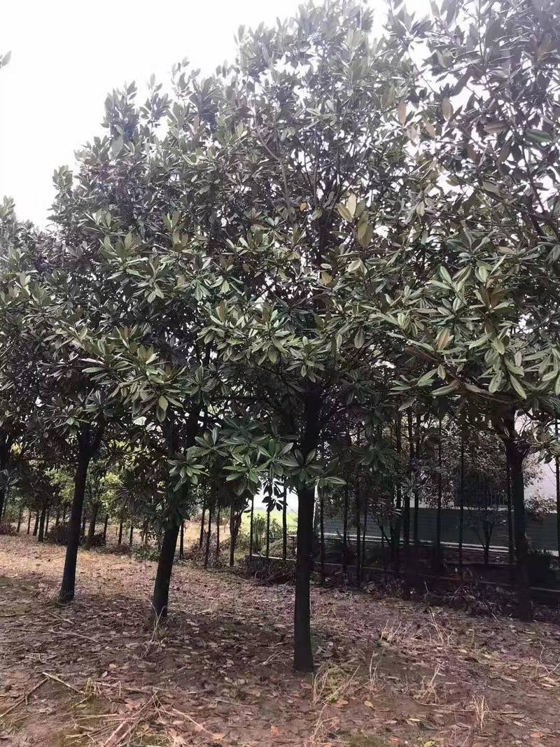 【推荐】湖南广玉兰工程绿化庭院种植现挖现发一手货源