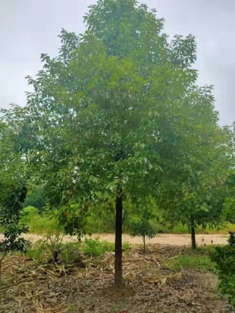 湖南香樟小叶香樟基地直发绿化苗工程绿化庭院种植包成活