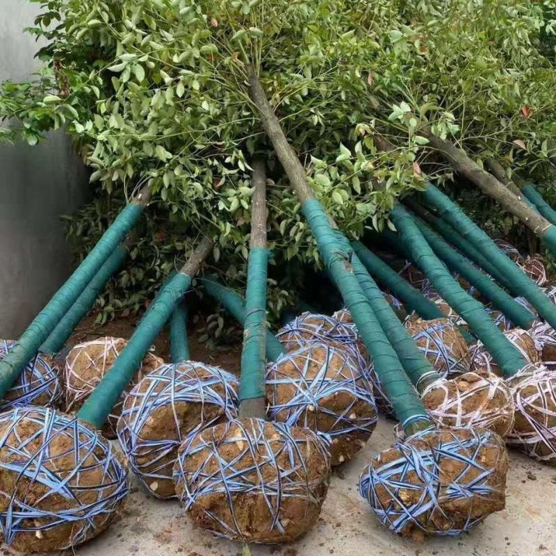湖南香樟小叶香樟基地直发绿化苗工程绿化庭院种植包成活