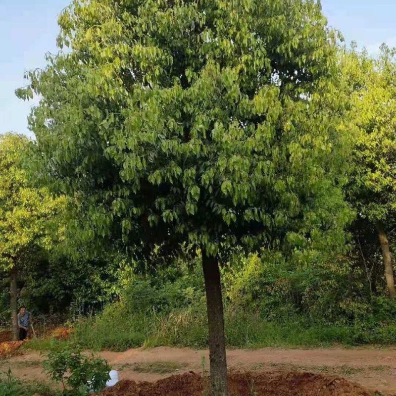 湖南香樟小叶香樟基地直发绿化苗工程绿化庭院种植包成活