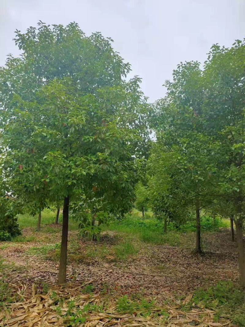 湖南香樟小叶香樟基地直发绿化苗工程绿化庭院种植包成活
