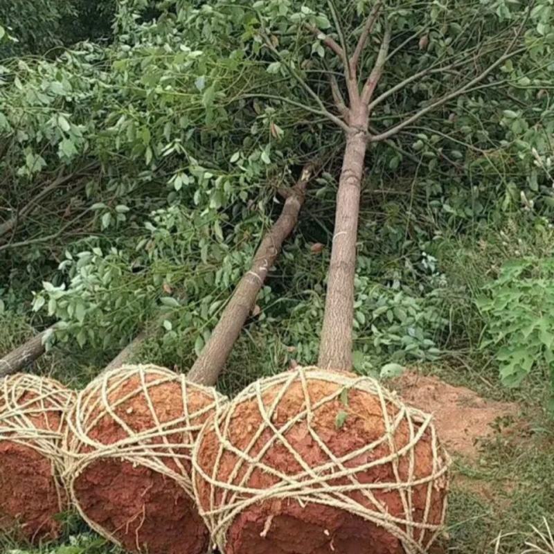 湖南香樟小叶香樟基地直发绿化苗工程绿化庭院种植包成活