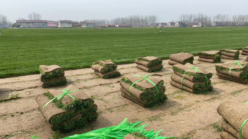 果岭草.四季青马尼拉品种齐全