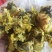 黄秋葵花