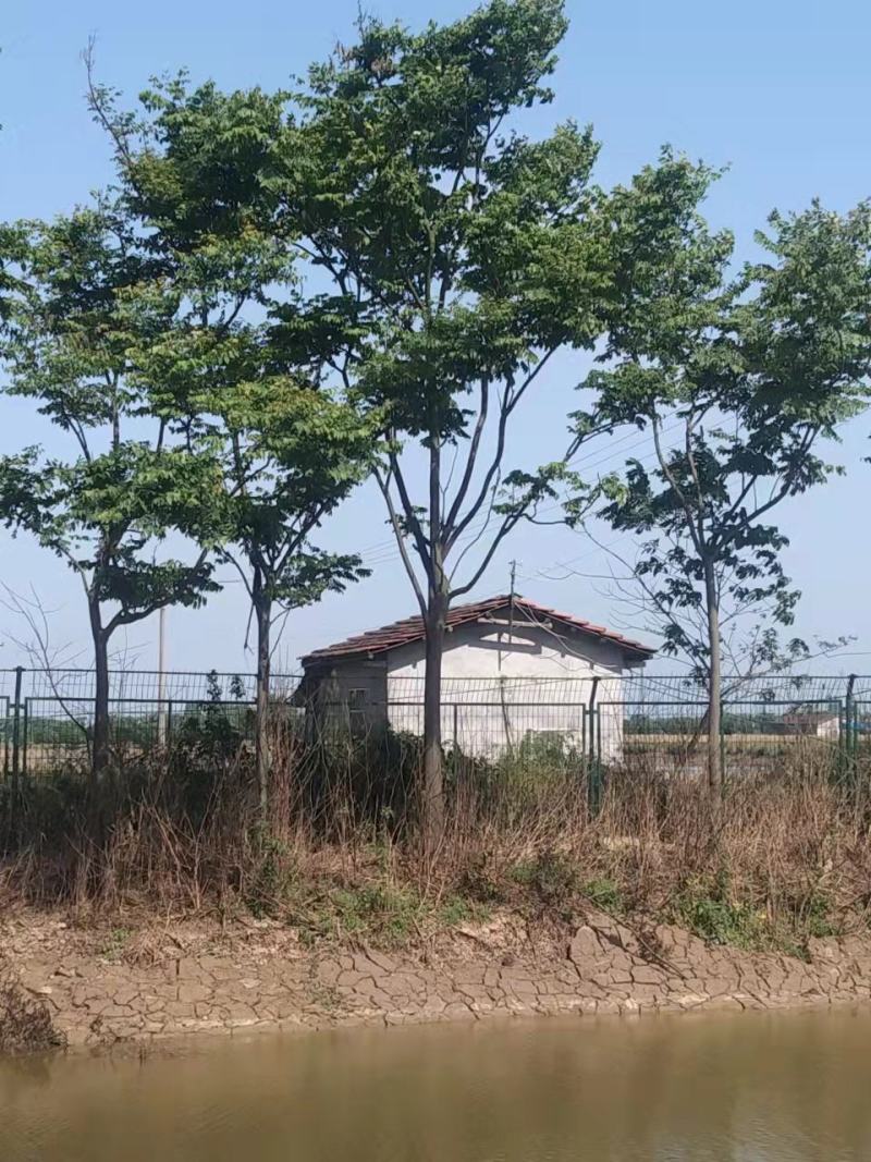 栾树湖南栾树现挖现发产区直发原土发货包成活一手货源