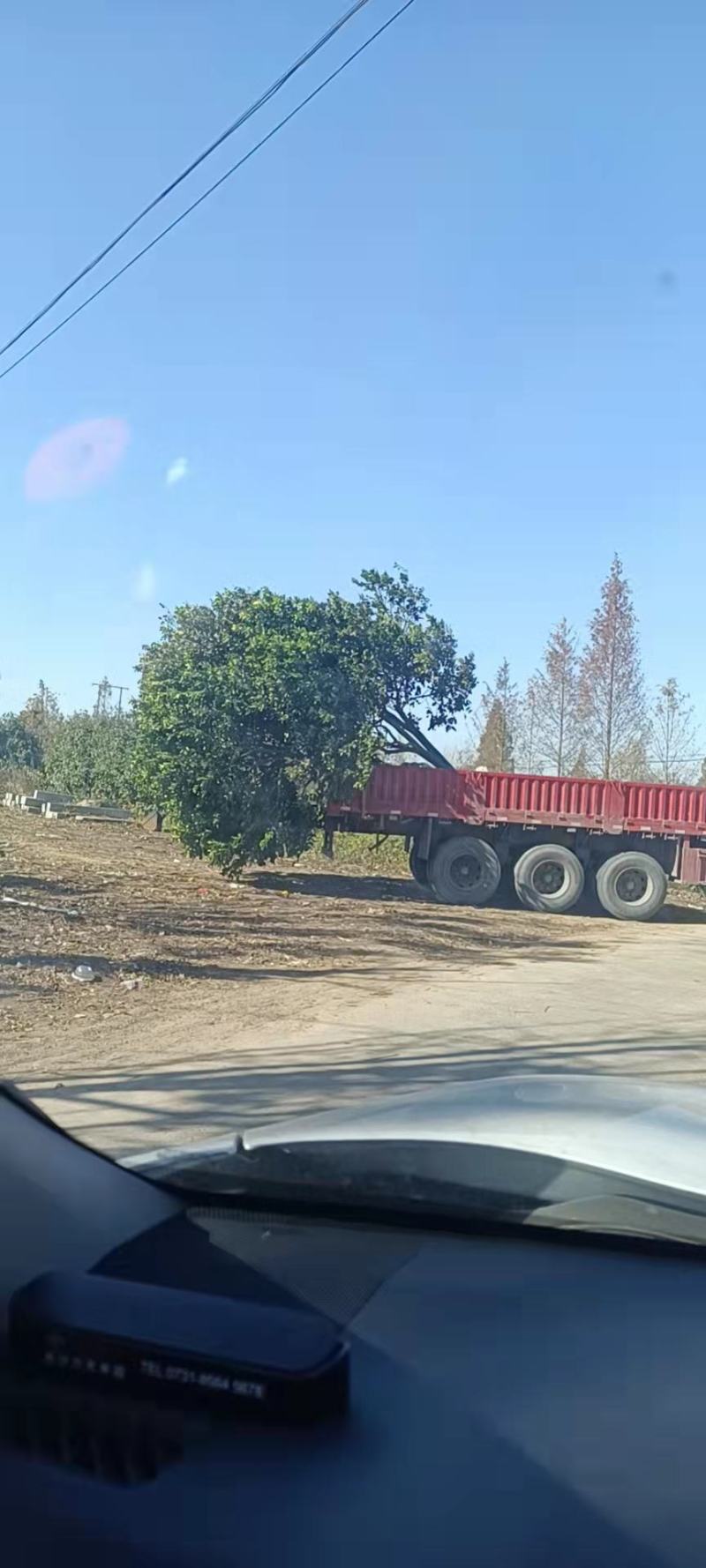 栾树湖南栾树现挖现发产区直发原土发货包成活一手货源