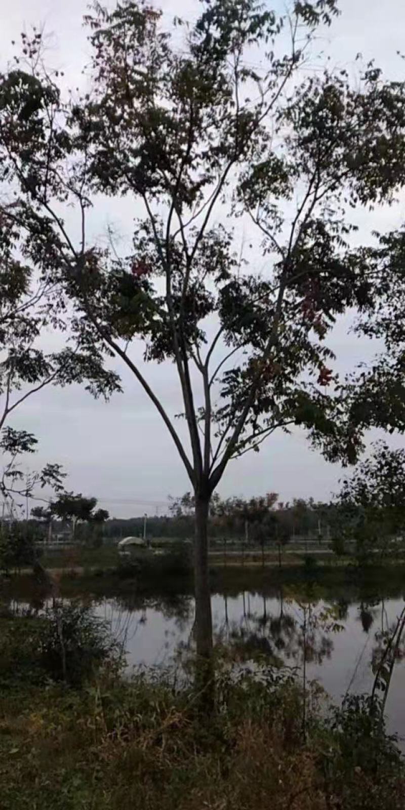 栾树湖南栾树现挖现发产区直发原土发货包成活一手货源