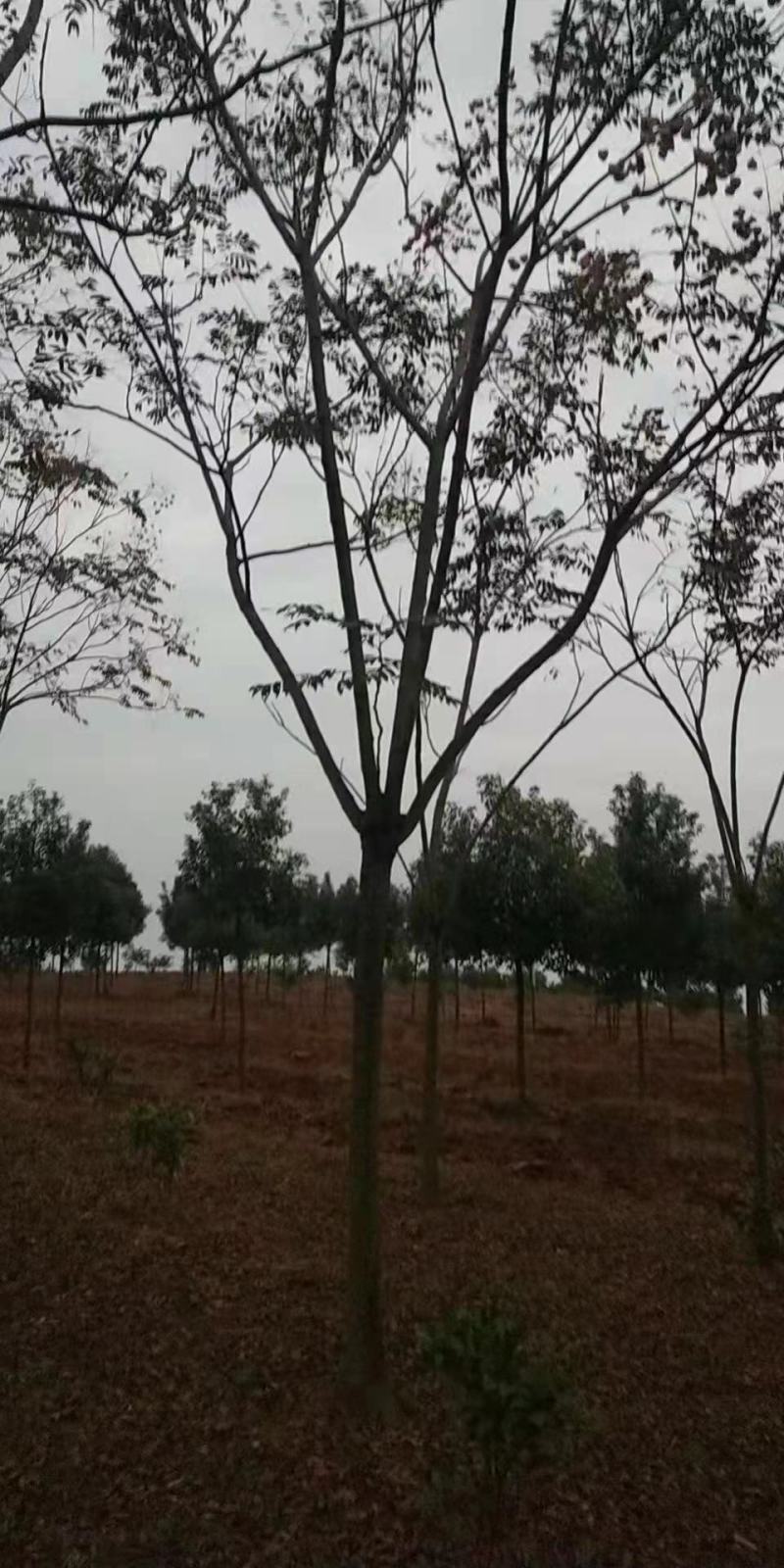 栾树湖南栾树现挖现发产区直发原土发货包成活一手货源